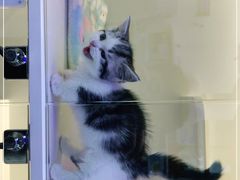 -小猫来了·猫舍(红山六九七九店)