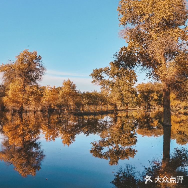 秋天必去的额济纳🍁每年国庆如期而至‼️