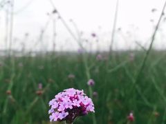 -紫颐香薰山谷景区