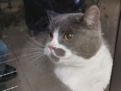 -安安宠医宠物医院·异宠·犬猫内科(岳阳分院)