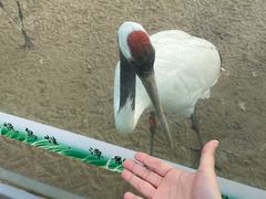-盐城丹顶鹤湿地生态旅游区