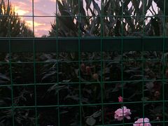 -瑞丰园庭院餐厅·白族传统家常菜