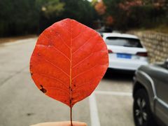 -北京十三陵国家森林公园蟒山景区