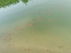 -黄村公园