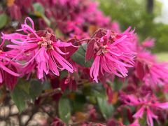 -上海滨江森林公园