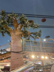 -卡通尼·Safari非洲探索乐园·生日会(金桥国际商业广场店)