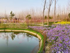 -合肥滨湖国家森林公园