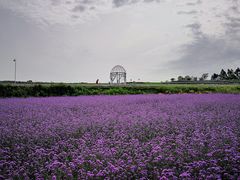 -紫颐香薰山谷景区