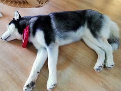 -Husky Go! 哈士奇体验馆·宠物咖啡厅狗咖