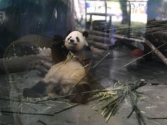 熊猫-无锡动物园·太湖欢乐园