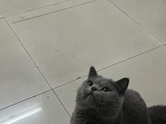 -乐琪宠物医院·犬猫专科·骨外科·急重症