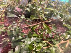 -上海昆虫博物馆