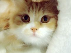 -喵的天空名猫咖啡馆·撸猫·猫舍·用品