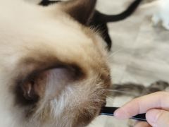 -楼上猫咖(罗湖店)