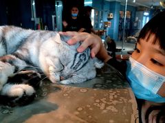 -more than meow吴止猫主题餐厅(承德 中船汇店)