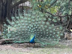 -广州长隆野生动物世界