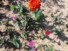 -武汉紫薇都市田园