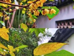 -顾村公园