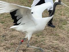 -盐城丹顶鹤湿地生态旅游区