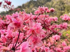 -木兰云雾山