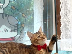 -欣宠猫屋·矮脚拿破仑·蓝金金渐层