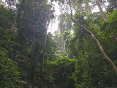 -西双版纳原始森林公园