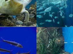 -上海海洋水族馆