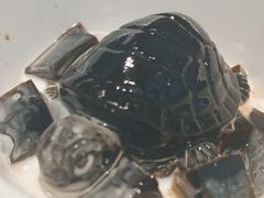 -敏华冰厅(平安金融中心店)
