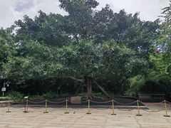 -莲花山公园