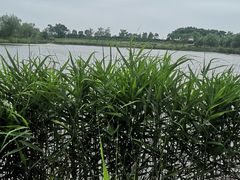 -杭州湾海上花田景区