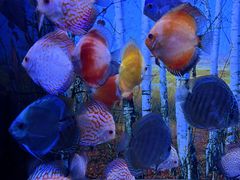 -华夏文旅海洋公园