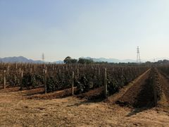 -北京张裕爱斐堡酒庄