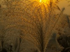 -盘龙城国家考古遗址公园