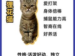 -翊宠yipet猫狗购宠庄园犬舍•猫舍