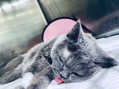 -暖阳宠物医院·犬猫康复中心·骨科
