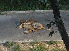 -大连森林动物园