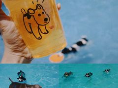 -爪吧宠物乐园·宠物泳池(温榆河示范区店)