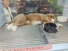 -FAELING PETS美天灵宠物(合生汇店)