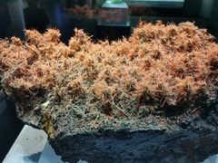 -湖南省地质博物馆