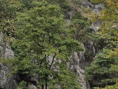 -千岛湖石林