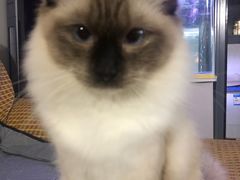 -翊宠yipet猫狗购宠庄园犬舍•猫舍