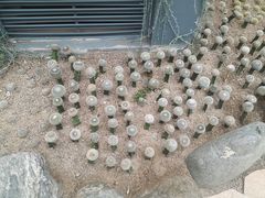 -南山植物园