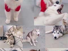 -星多哈·狗咖·拼豆·咖啡