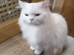 -MOCHA明星猫咖(田子坊店)