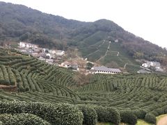 -龙井村