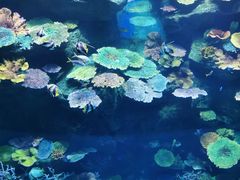 -暹罗海洋世界