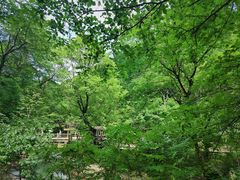 -本溪汤沟绿石谷森林公园