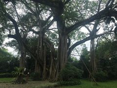 -瑞丽独树成林风景区