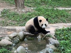 -都江堰中华大熊猫苑