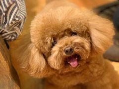 -more than meow吴止猫主题餐厅(承德 中船汇店)